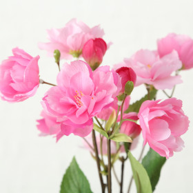 1018735 Stem flower Platterbse, 2 ass, ndoor, H 30 cm, Pink